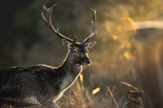fallow deer at sunset
