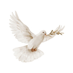 Fototapeta premium White flying dove with olive branch, isolated clipart, watercolor illustration. Ideal for baptism, peace symbols, Christian invitations and spiritual branding.
