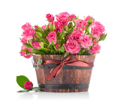 Bunch bouquet of pink roses in wooden bucket with festive bow. Gift for holiday or birthday celebration. Fresh beautiful rose flowers Isolated on white background.