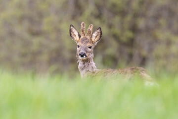 roe deer in the forest © Artur
