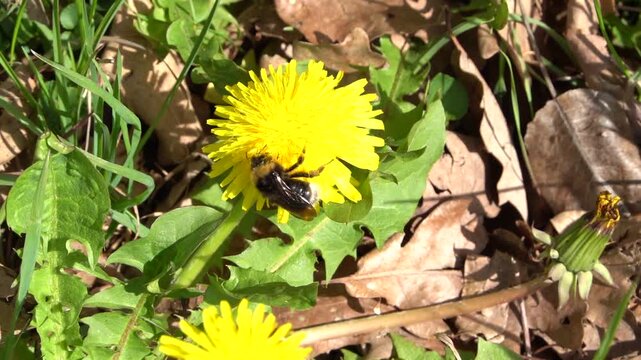 Eine dunkle Erdhummel  (Bombus terrestris), sammelt Nektar auf einer L&ouml;wenzahnbl&uuml;te (Taraxacum)