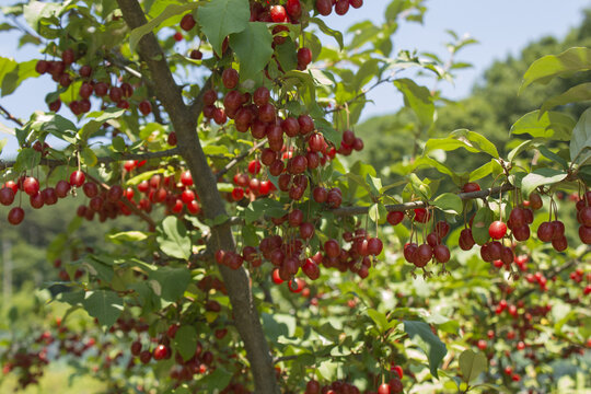 Ripe Autumn Olive Berries (Elaeagnus Umbellata) growing on a branch . oleaster