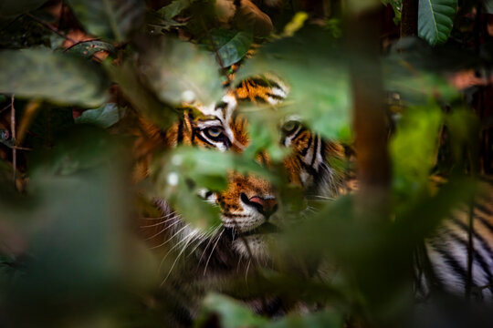 Tigre de bengala en Bardia Nepal