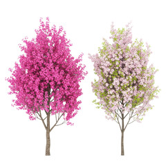 Fototapeta premium ultra realistic top-down view of two distinct sakura trees, vibrant fuchsia and delicate pale pink, isolated against a studio white background with copy space, concept of spring floral variety