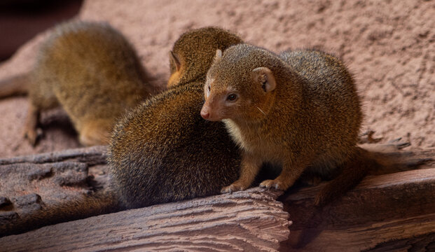 mongoose on guard