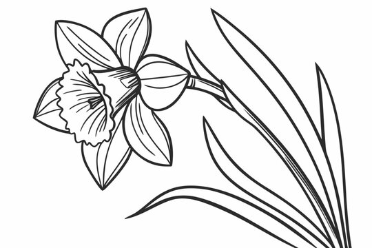 coloring page line art the daffodil flower black vector