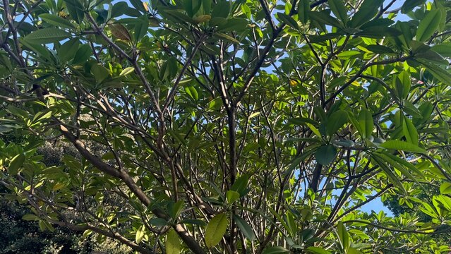 Dense green tropical tree branches filled with fresh leaves under bright natural sunlight. The vibrant foliage creates a rich and refreshing outdoor atmosphere, ideal for nature, environment, and bota