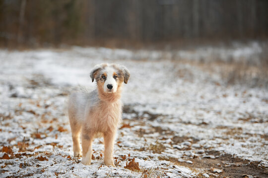 Cute Australian Shepherd puppy in a snowy field. Young dog in winter nature. Portrait of a purebred pet, looking into camera. Themes: pets, seasons, outdoors, loyalty, autumn, winter