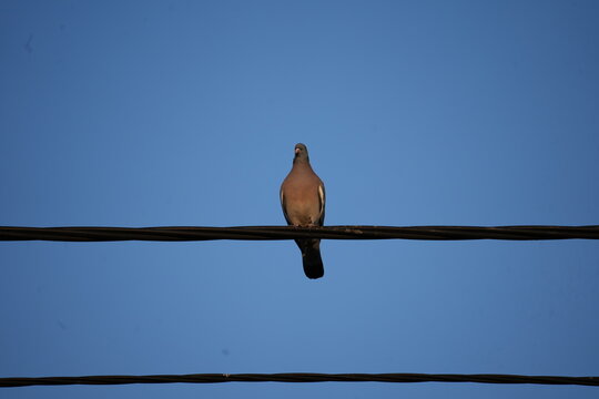 pidgeon on a wire