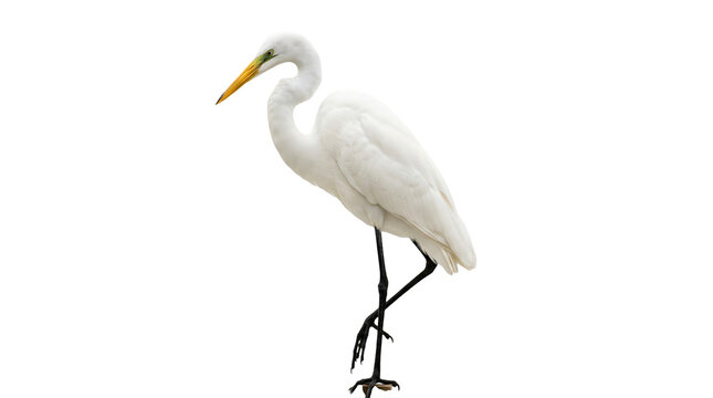 white egret standing on one leg isolated on transparent background