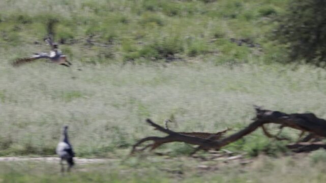  a leopard attempts to hunt a secretarybird