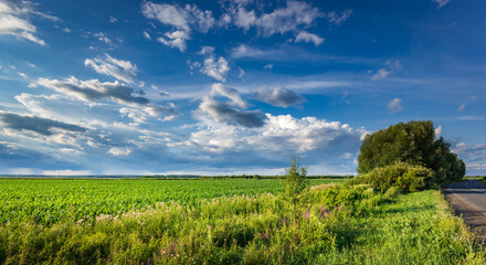 Obraz premium Vast green field stretches beneath a bright blue sky
