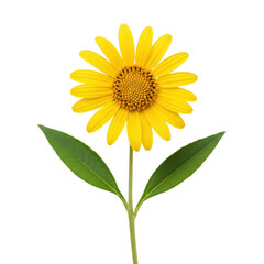 Obraz premium Single vibrant yellow flower with delicate petals and green leaves, flat lay photograph isolated on a transparent studio background with copy space. Concept for commercial product display