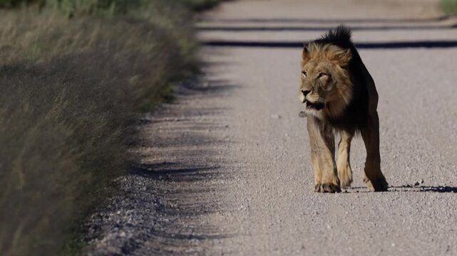 A big male lion is approaching on the road