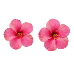 Fototapeta premium two vibrant pink hibiscus flowers with vivid red stigmas and yellow anthers, captured top-down on uniform transparent background with diffused studio light. concept of precise botanical study