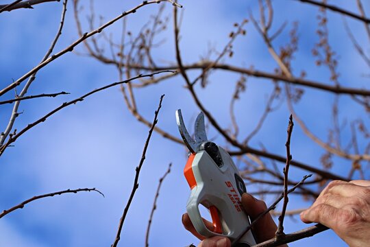 Spring gardening, pruning fruit trees, pruning branches with a Stihl electric pruner