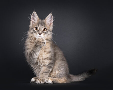 Cute Maine Coon cat kitten, sitting up side ways. Looking straight towards camera. One paw in front of mouth like saying oops. Isolated on a solid black background.