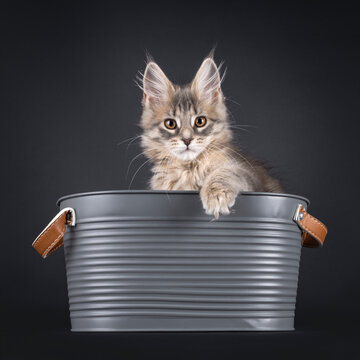 Cute Maine Coon cat kitten, sitting in metal tub. Looking straight towards camera. Isolated on a solid black background.
