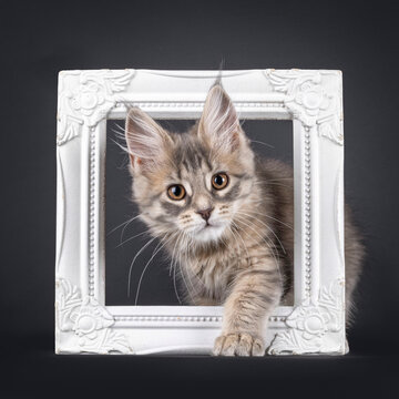Cute Maine Coon cat kitten, stepping through iamge frame. Looking straight towards camera. Isolated on a solid black background.