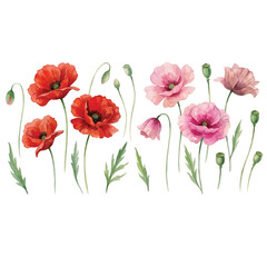 Obraz premium Red poppy flowers isolated on a white background with a simple floral illustration style