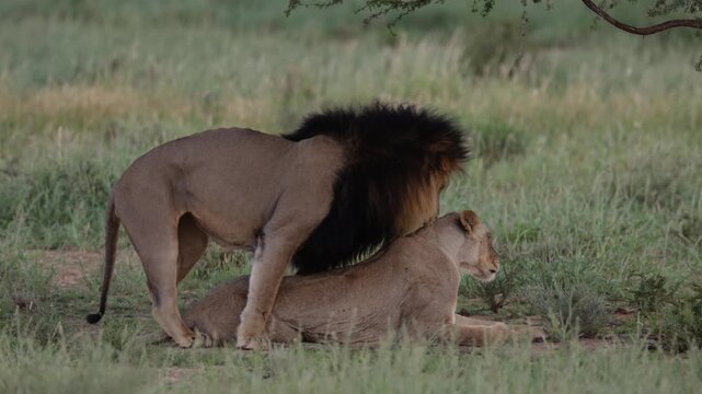  a mating pair of lions in Kgalagadi.