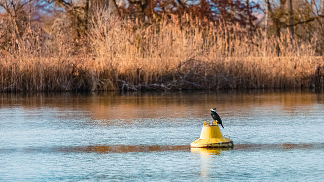 Phalacrocorax carbo, great cormorant, Plattling20, sitting on a buoy on a sunny winter day