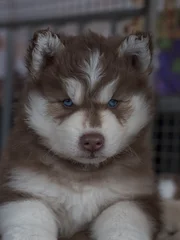 Portrait of cute little husky puppy looking at the camera. © yotrakbutda