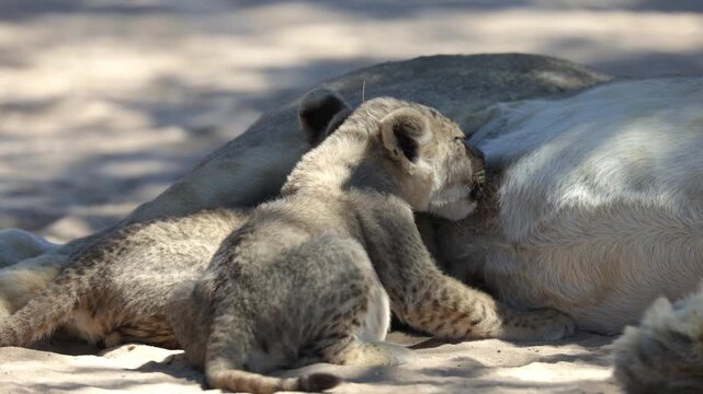  two tiny lion cubs suckling close-up