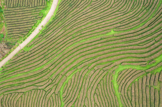 Aerial View of Tea Plantation The Concept of Agriculture.