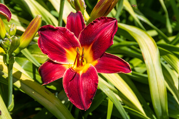 Fototapeta premium Beautiful daylily in the garden