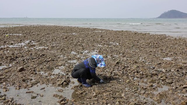 A woman collecting shellfish on the beach.