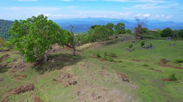 Aerial drone footage of some wild horses, in Fatumetan wild area, and a huge wild valley behind, mountains and forests, in Kupang regency, Timor island, Indonesia