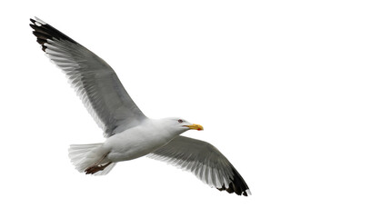 seagull flying in mid air isolated on transparent background © David