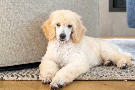 Cream Standard Poodle Puppy Resting on Rug in Modern Home Interior


