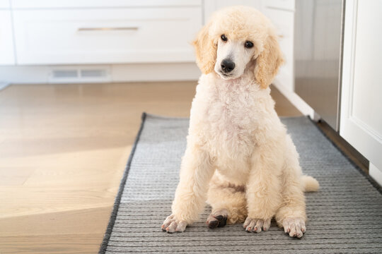 Cream Standard Poodle Puppy Sitting on Rug in Bright Modern Kitchen

