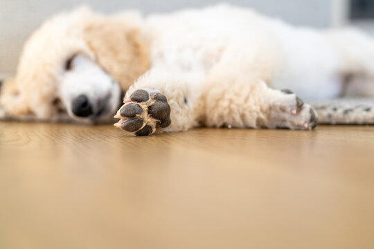 Cream Standard Poodle Puppy Sleeping on Floor with Paw in Foreground
