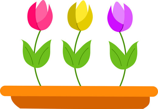 Colorful Tulips in a Planter Illustration