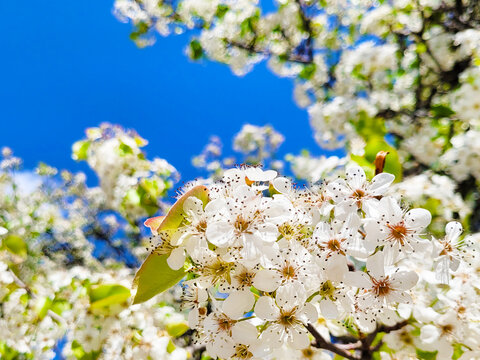 Peral de Flor