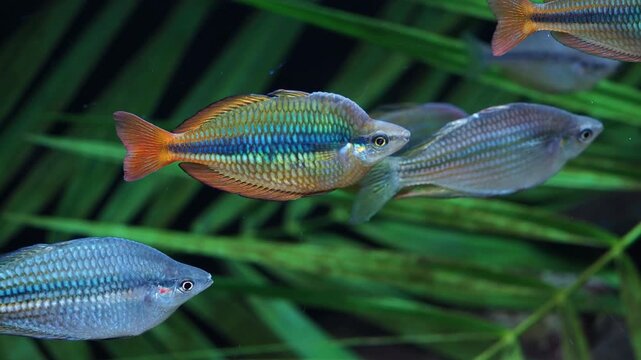 Rainbowfish displaying brilliant colors living in a freshwater aquarium