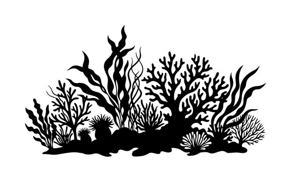 Silhouette of an underwater coral reef with seaweed and marine plants