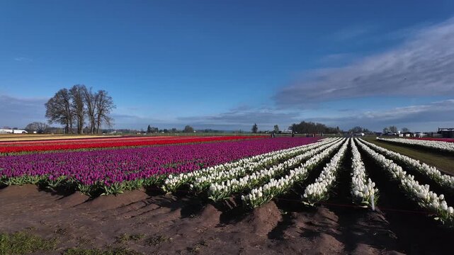 4K stabilized ground footage of colorful tulip fields during spring festival near Woodburn Oregon USA showing vibrant rows and scenic farmland landscape in natural light