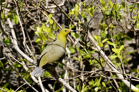Madagascar green-pigeon (Treron australis) in the canopy next to the Tsingy karst formations at Ankarana Special Reserve, Diana region, northern Madagascar