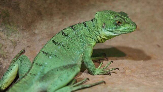 Green basilisk lizard displaying vibrant scales and watchful gaze in its natural habitat