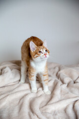 Cute ginger kitten on soft blanket at home, cozy lifestyle © Aron Forton