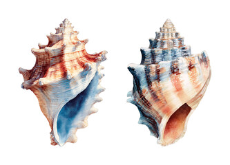 Fototapeta premium Watercolor Seashells Marine Life Collection PNG set isolated on transparent background
