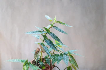 Polka Dot Begonia (Begonia Maculata) Plant on grey wall. © yotrakbutda