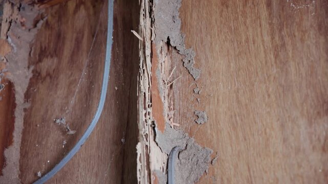 Mud nests on walls left by termites.