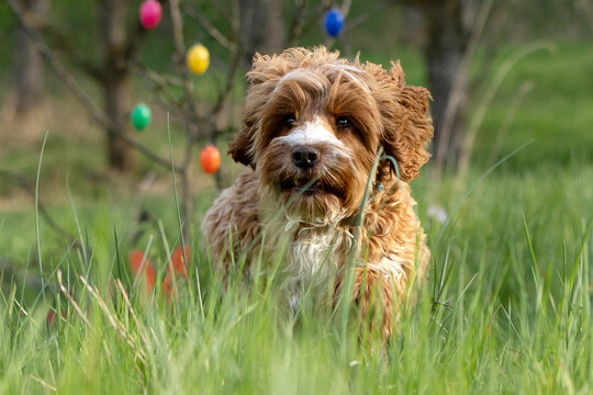 Ostergru&szlig; von einem Hund