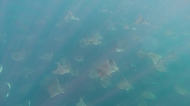 Group of Mobula Rays gliding under sunbeams in the Sea of Cortez, Baja California.