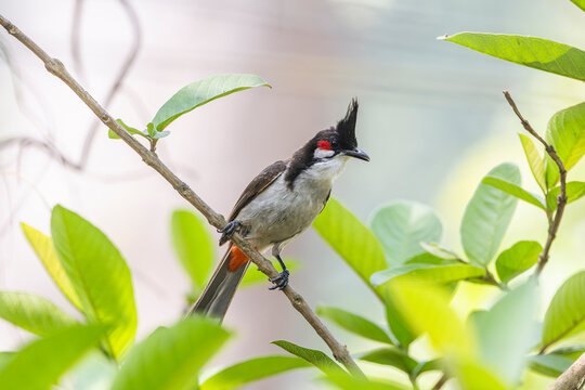 Fauna aviar en libertad en los parques nacionales de Nepal